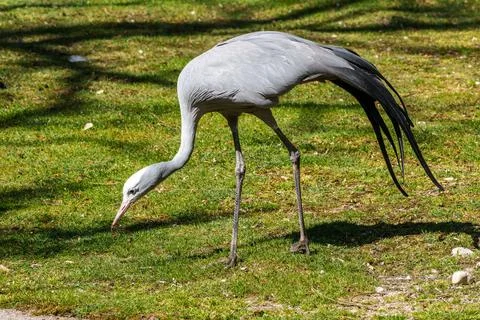 The Blue Crane, Grus paradisea, is an endangered bird Stock Photos