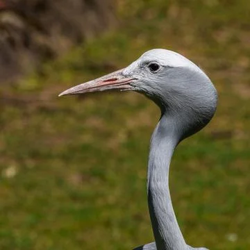 The Blue Crane, Grus paradisea, is an endangered bird Stock Photos
