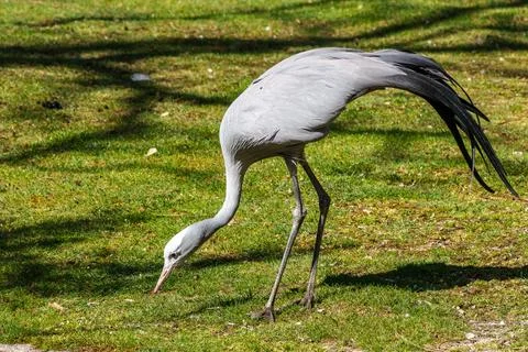 The Blue Crane, Grus paradisea, is an endangered bird Stock Photos