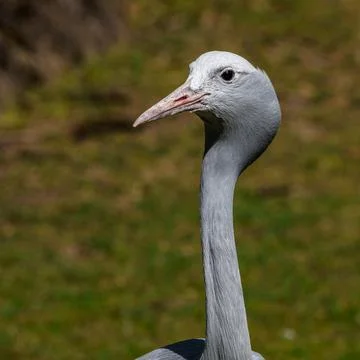 The Blue Crane, Grus paradisea, is an endangered bird Stock Photos