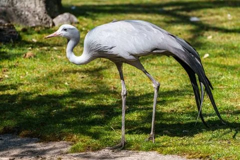 The Blue Crane, Grus paradisea, is an endangered bird Stock Photos
