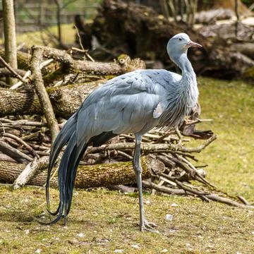 The Blue Crane, Grus paradisea, is an endangered bird Stock Photos