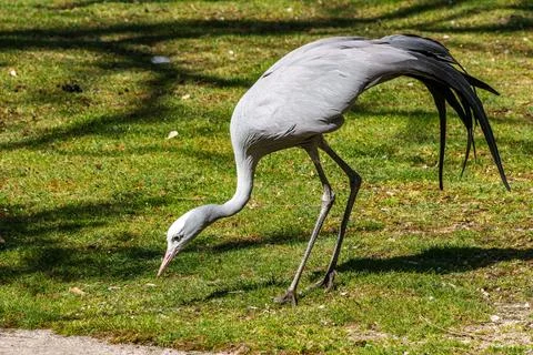 The Blue Crane, Grus paradisea, is an endangered bird Stock Photos
