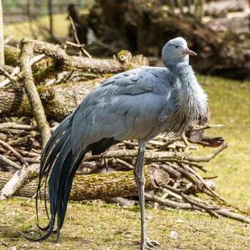 The Blue Crane, Grus paradisea, is an endangered bird Stock Photos