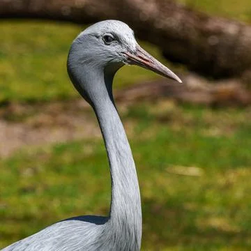 The Blue Crane, Grus paradisea, is an endangered bird Stock Photos