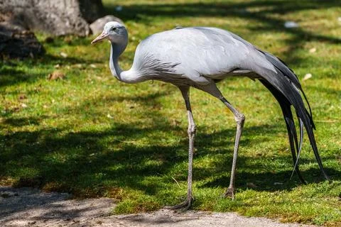 The Blue Crane, Grus paradisea, is an endangered bird Stock Photos