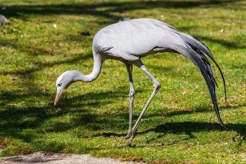 The Blue Crane, Grus paradisea, is an endangered bird Stock Photos
