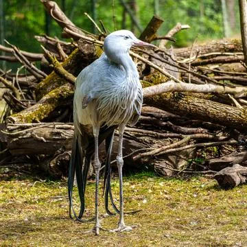 The Blue Crane, Grus paradisea, is an endangered bird Stock Photos