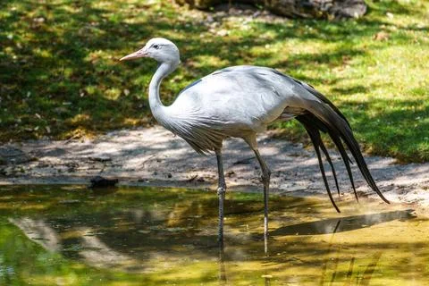 The Blue Crane, Grus paradisea, is an endangered bird Stock Photos