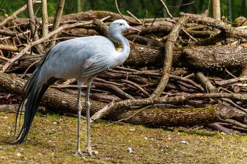 The Blue Crane, Grus paradisea, is an endangered bird Stock Photos