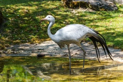 The Blue Crane, Grus paradisea, is an endangered bird Stock Photos
