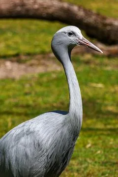 The Blue Crane, Grus paradisea, is an endangered bird Stock Photos
