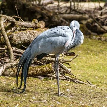 The Blue Crane, Grus paradisea, is an endangered bird Stock Photos