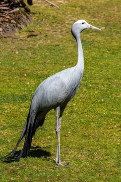 The Blue Crane, Grus paradisea, is an endangered bird Stock Photos