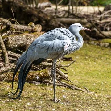 The Blue Crane, Grus paradisea, is an endangered bird Stock Photos