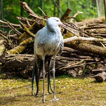 The Blue Crane, Grus paradisea, is an endangered bird Stock Photos