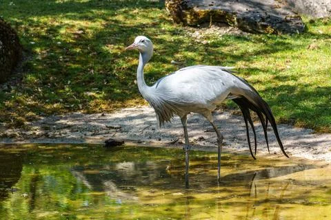 The Blue Crane, Grus paradisea, is an endangered bird Stock Photos