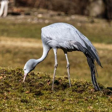 The Blue Crane, Grus paradisea, is an endangered bird Stock Photos