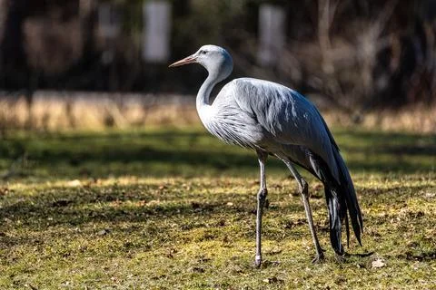 The Blue Crane, Grus paradisea, is an endangered bird Stock Photos