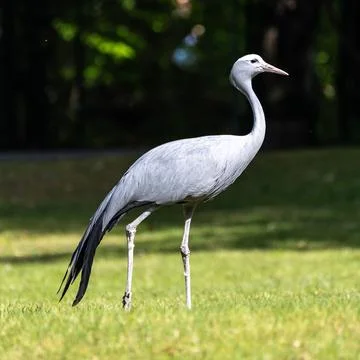 The Blue Crane, Grus paradisea, is an endangered bird Stock Photos