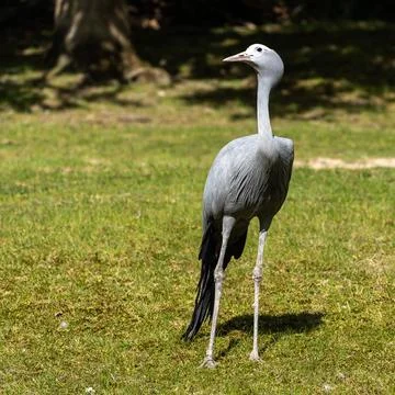 The Blue Crane, Grus paradisea, is an endangered bird Stock Photos