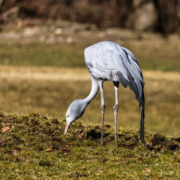 The Blue Crane, Grus paradisea, is an endangered bird Stock Photos