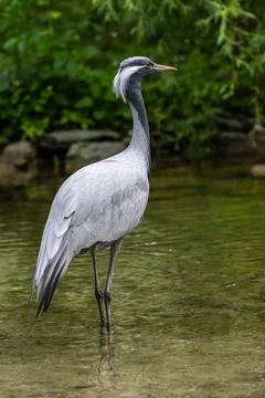 The Blue Crane, Grus paradisea, is an endangered bird Stock Photos