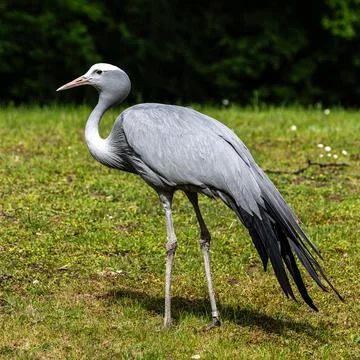 The Blue Crane, Grus paradisea, is an endangered bird Stock Photos