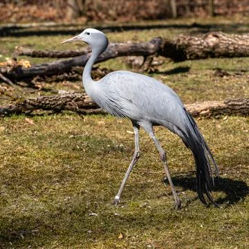 The Blue Crane, Grus paradisea, is an endangered bird 스톡 사진