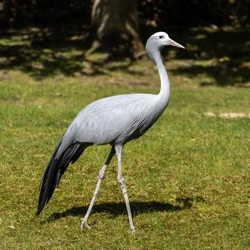 The Blue Crane, Grus paradisea, is an endangered bird Fotos Stock