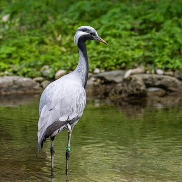 The Blue Crane, Grus paradisea, is an endangered bird Fotos Stock