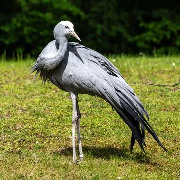 The Blue Crane, Grus paradisea, is an endangered bird Fotos Stock