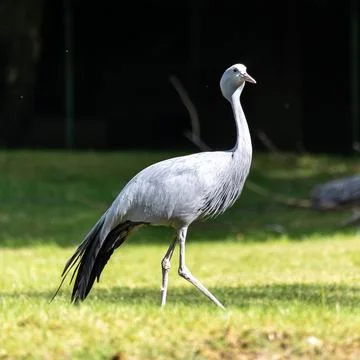 The Blue Crane, Grus paradisea, is an endangered bird Fotos Stock