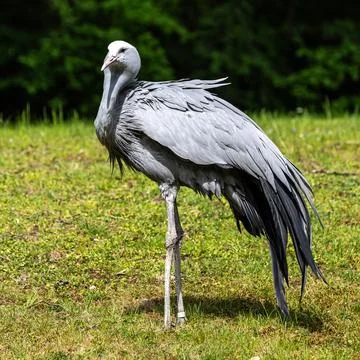 The Blue Crane, Grus paradisea, is an endangered bird Fotos Stock