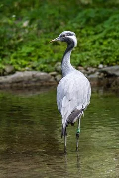 The Blue Crane, Grus paradisea, is an endangered bird Foto stock