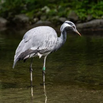 The Blue Crane, Grus paradisea, is an endangered bird Foto stock