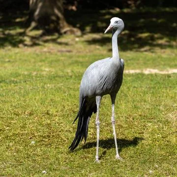 The Blue Crane, Grus paradisea, is an endangered bird 写真素材