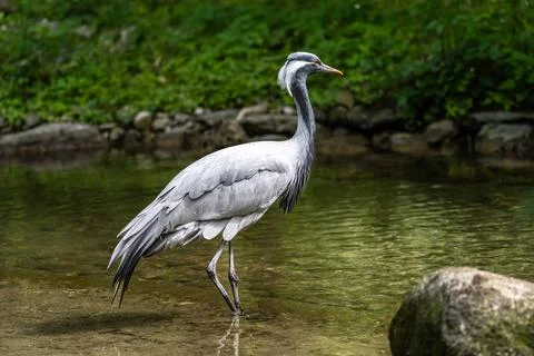 The Blue Crane, Grus paradisea, is an endangered bird 写真素材