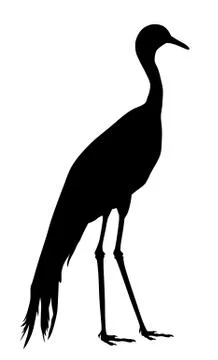 Blue crane Stock Illustration