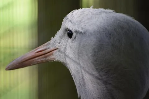 Blue crane Stock Photos