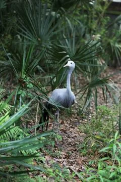 Blue crane Stock Photos