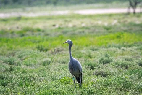 Blue crane standing in the grass. Foto stock