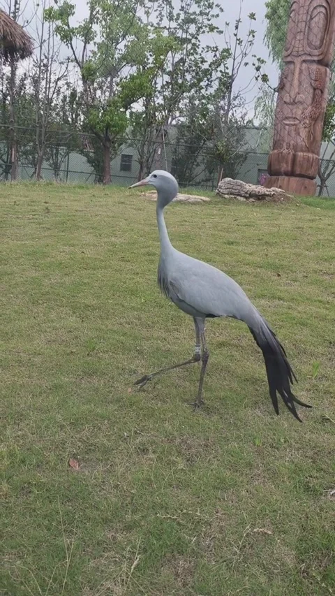 Blue crane standing on the green grass in a park setting Stock Footage 335491635