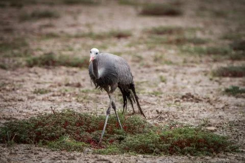 Blue crane walking in the grass. Stock Photos