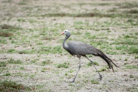 Blue crane walking in the grass. Stock Photos