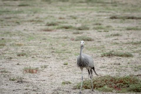 Blue crane walking in the grass. Foto stock