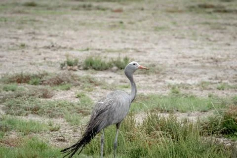 Blue crane walking in the grass. Stock Photos