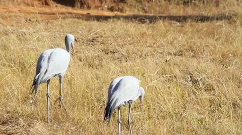Blue Cranes grazing 2 Stock Footage 51730272
