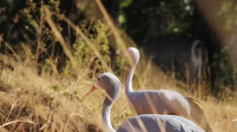 Blue Cranes grazing Stock Footage 51729928