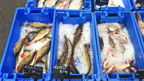 Blue crates of assorted iced fish at outdoor seafood market with handwritten Stock Footage 321942322